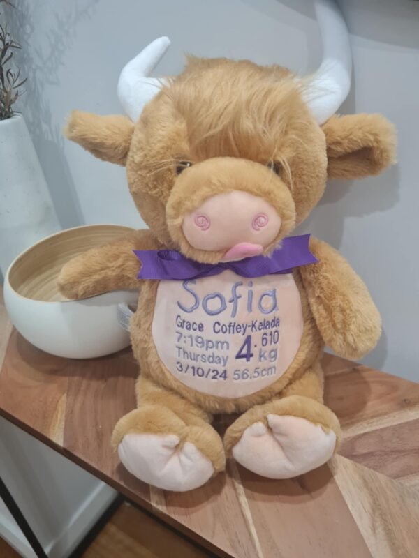 Highland Cow
